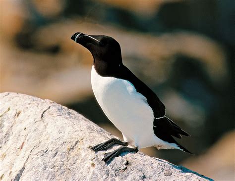 AUKS.